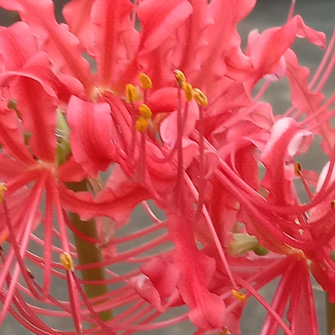 甜果果