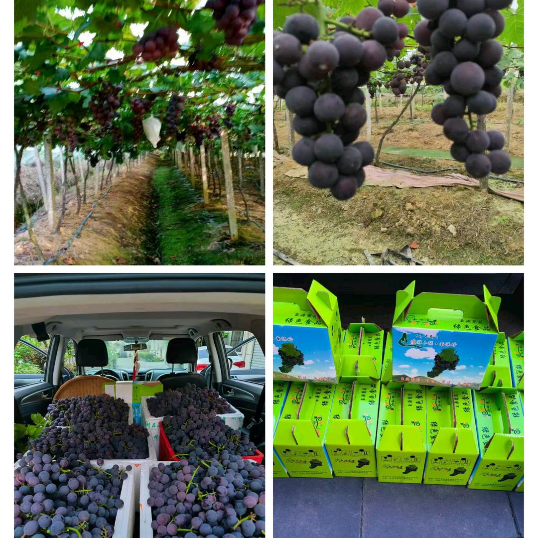 南源岭巨峰葡萄（小英）