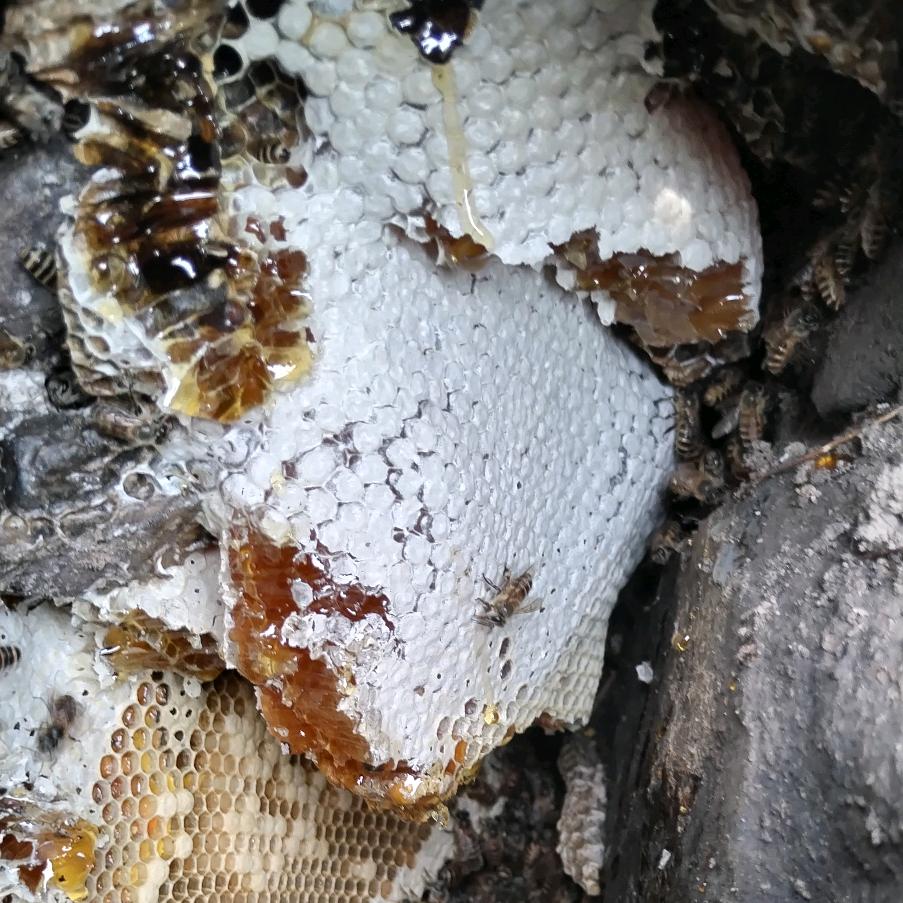 一个人挖野蜂蜜