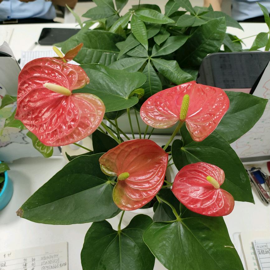 💞夏姐牵红线💞