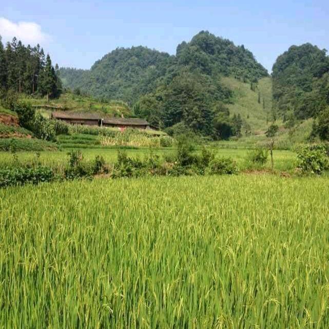 强 哥