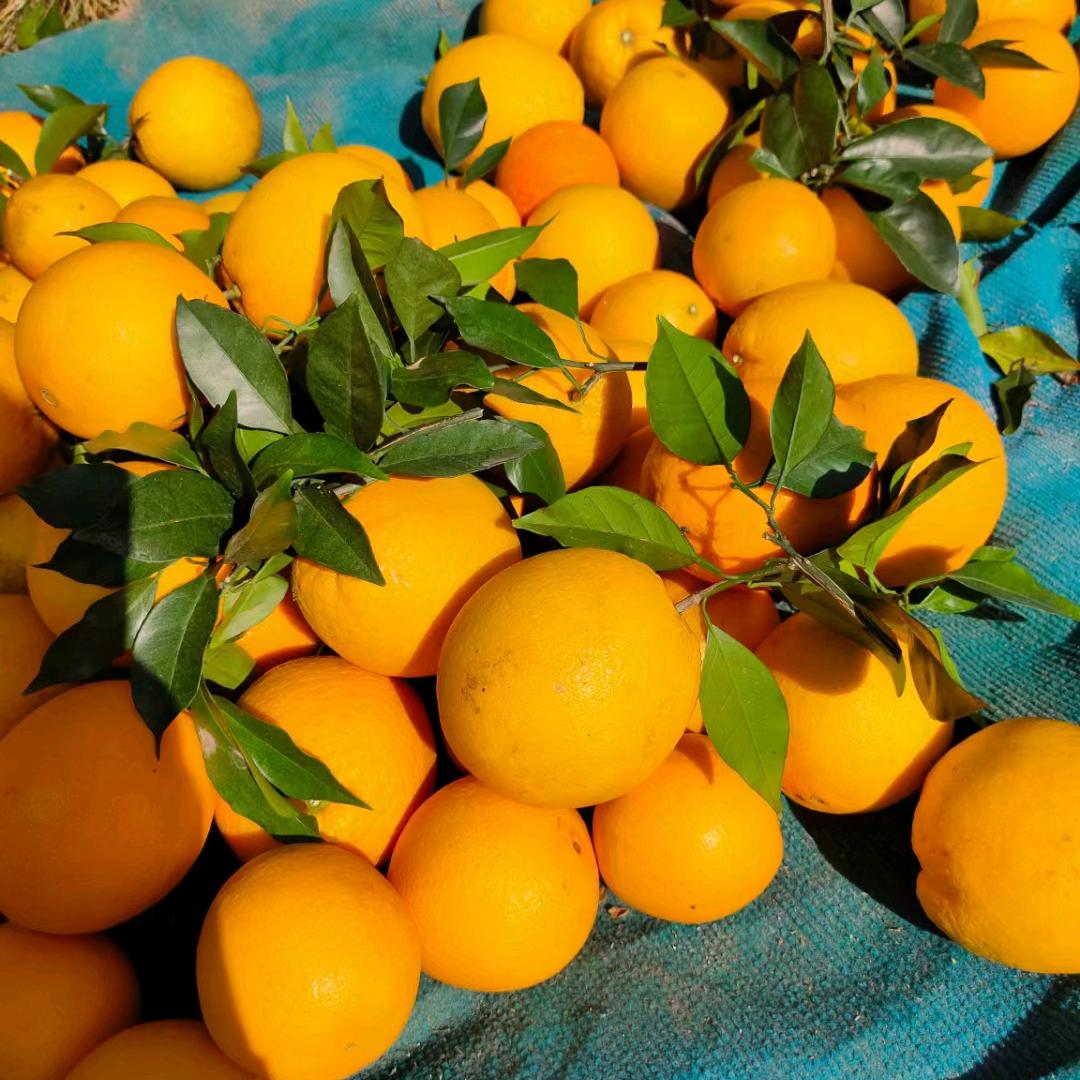 信丰芙蓉（自家果园赣南脐橙）