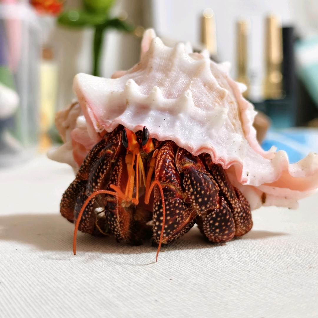 居居蟹小铺二号