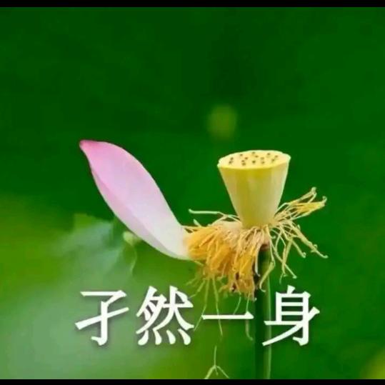 红🌸樱