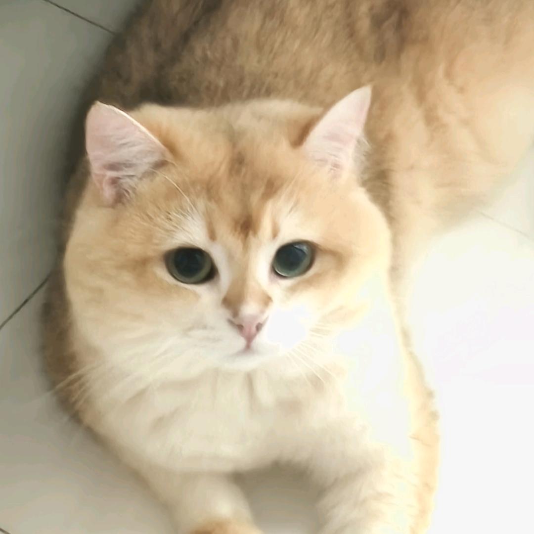 吃咩猫🍞