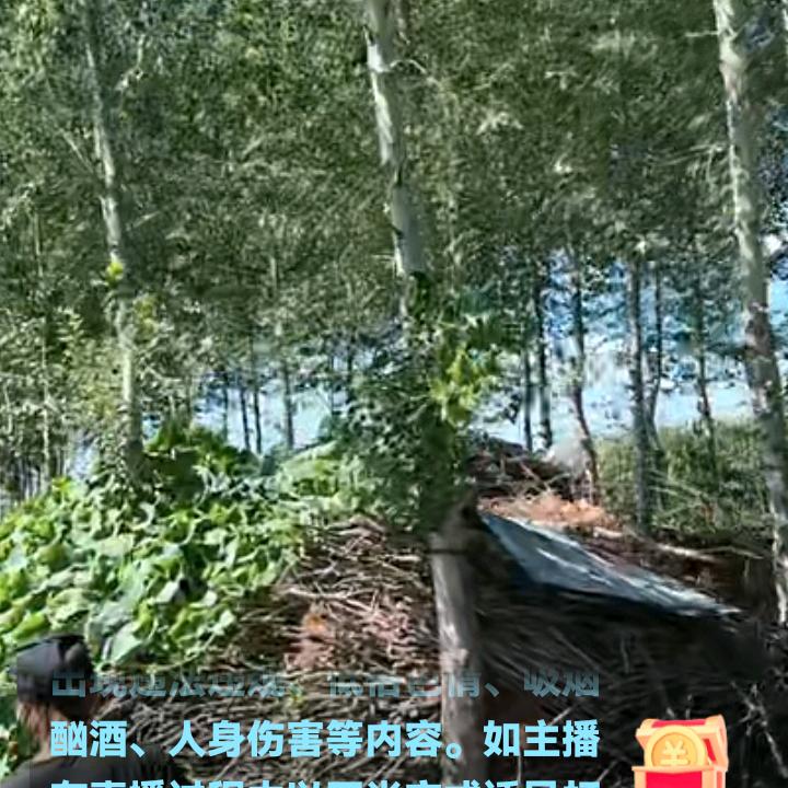 迎春