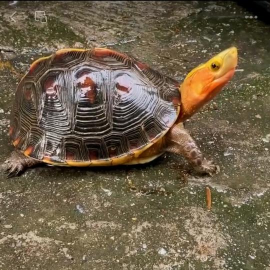 来姐龟宠