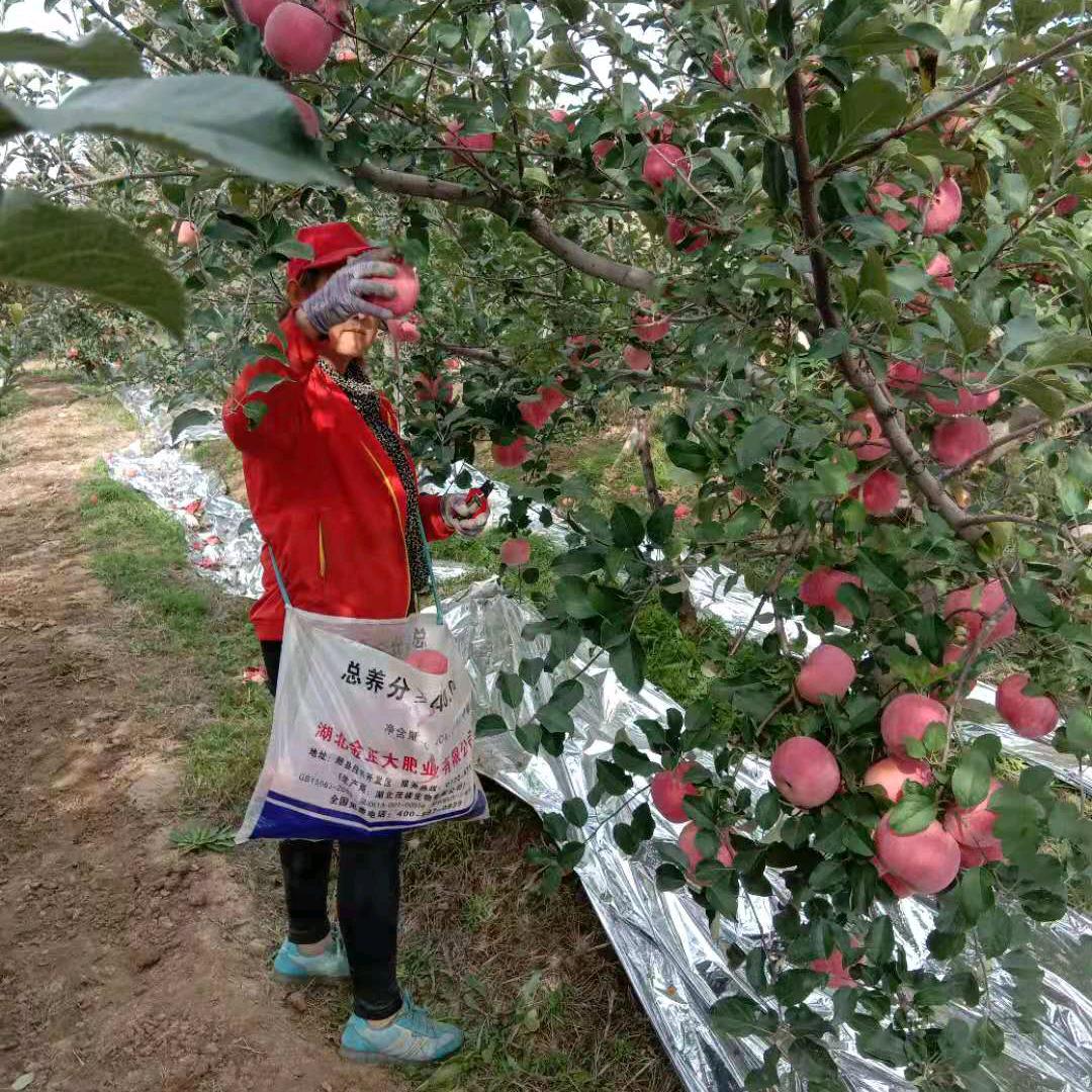 山西农家苹果张姐