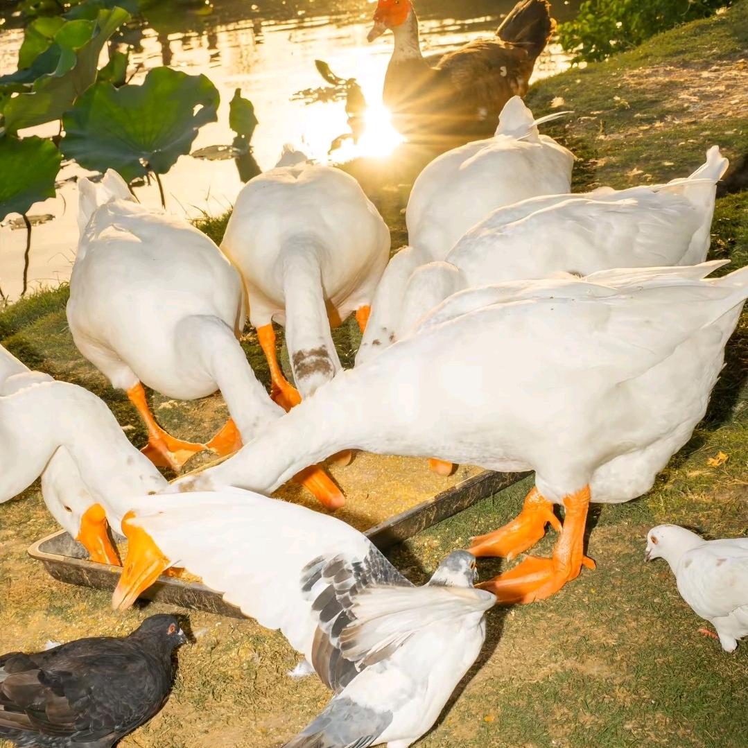 韦韦脱温鸡鸭鹅