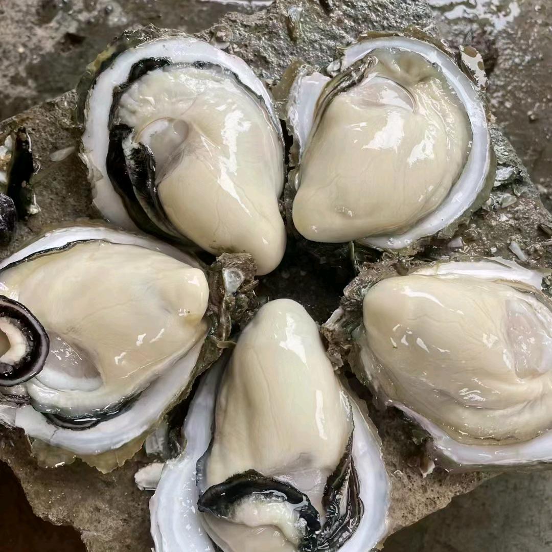 蚝壹手