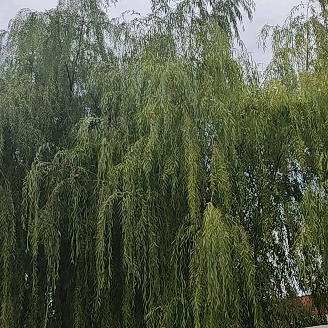 㜂孞
