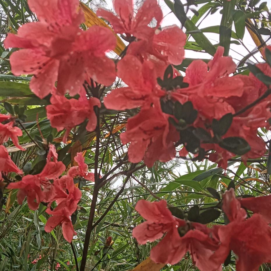 清美
