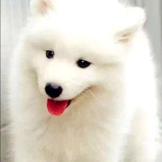 阿龙得兰