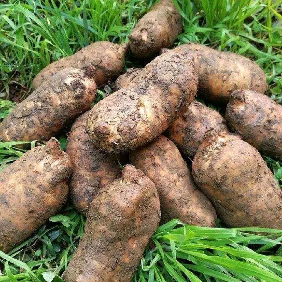 森驰聊室内种植