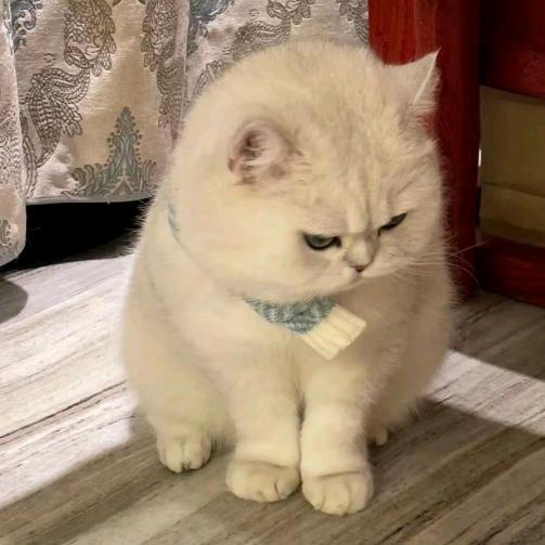 满山的猴子我腚最红