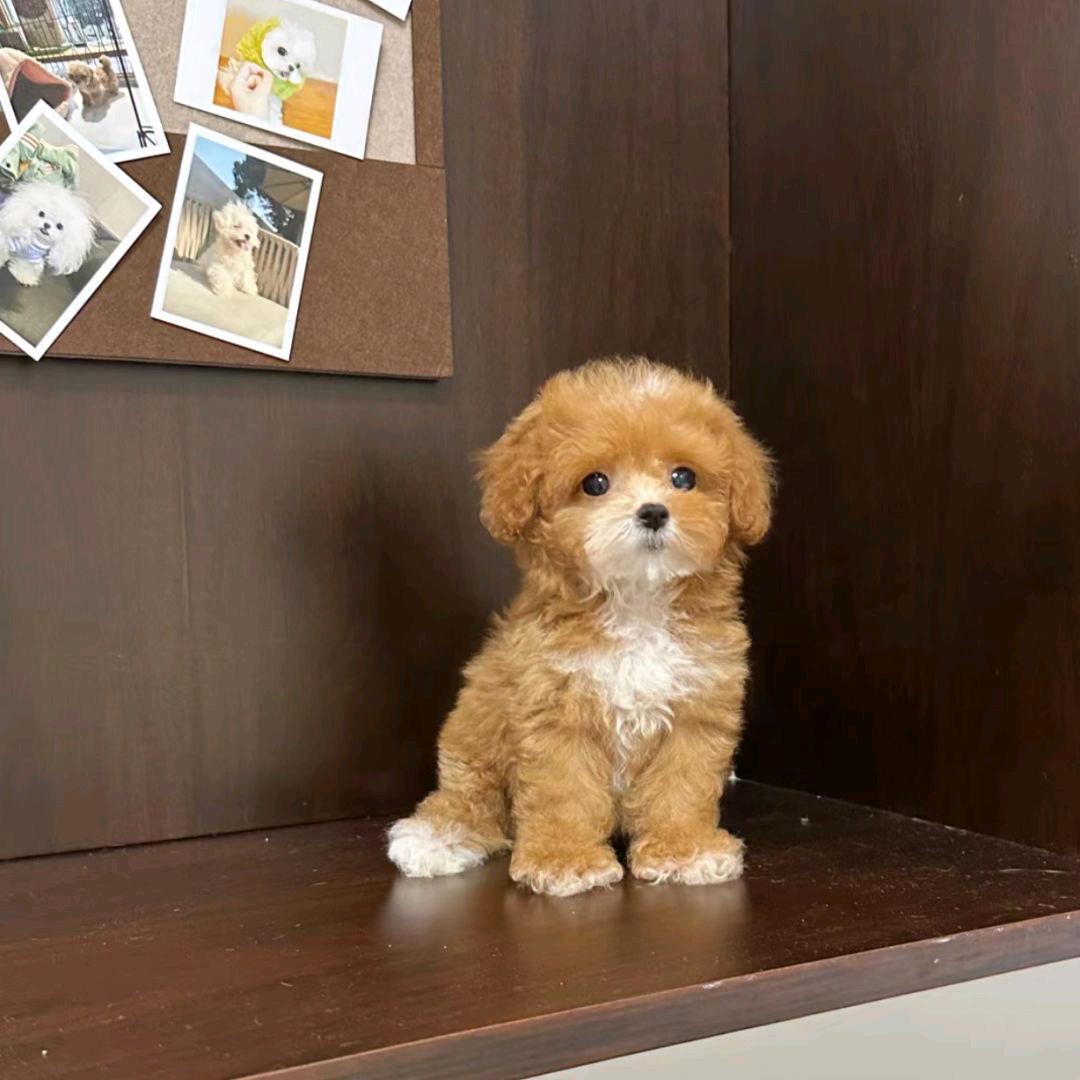 鹅