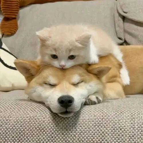 猫狗一家亲