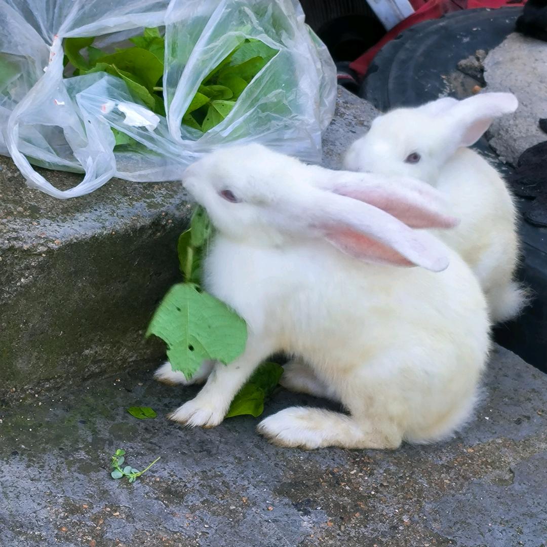 精诚所至，金石为开