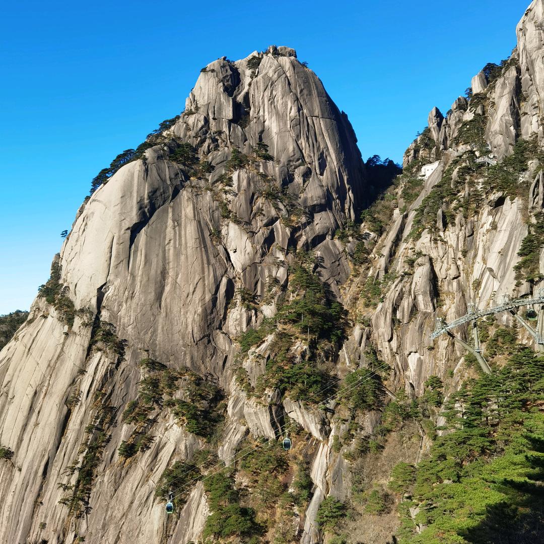 枫桦