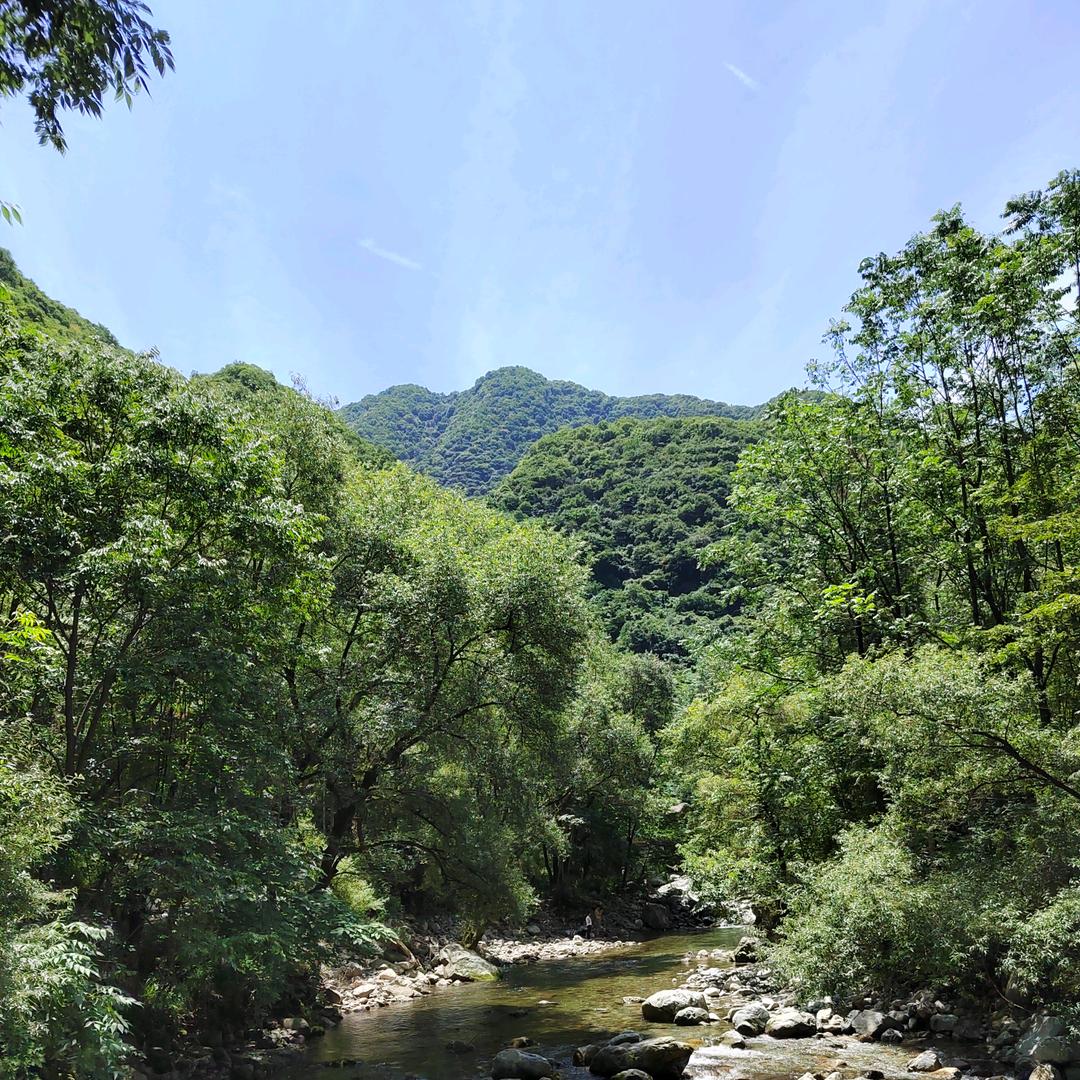 西北狼