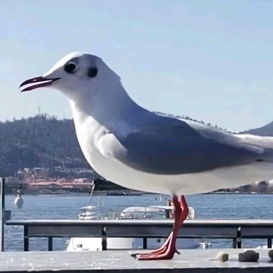 白鹰