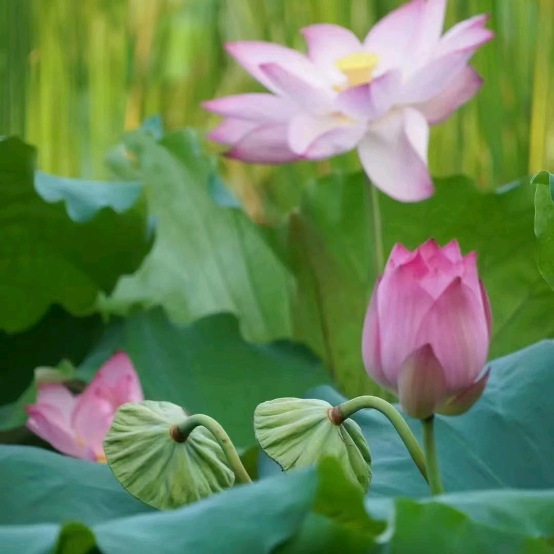 河南曹不懂