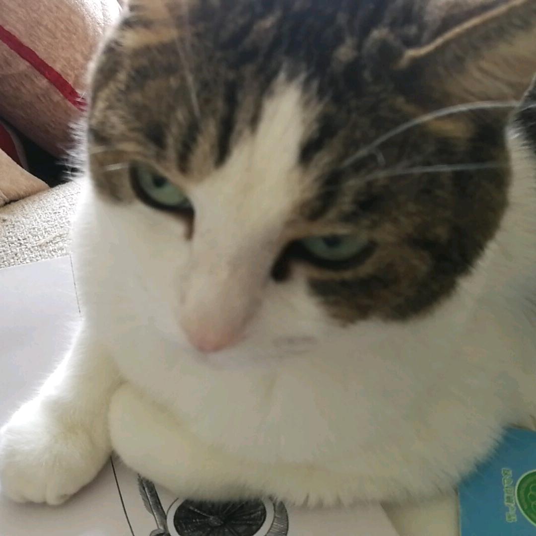 👑弟弟Cat 👑
