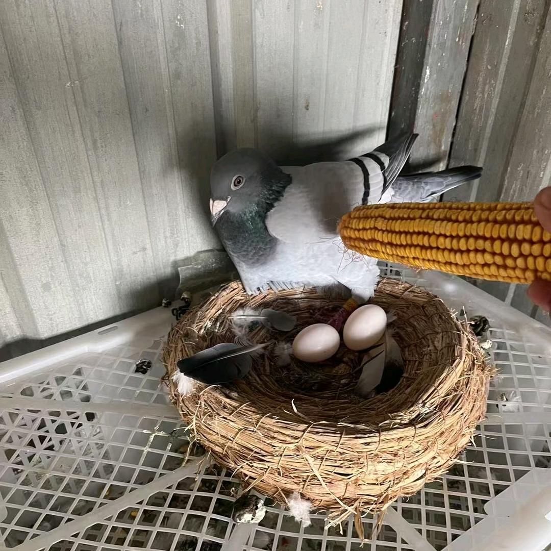 🕊️太阳鸟鸽舍刘岩🕊️