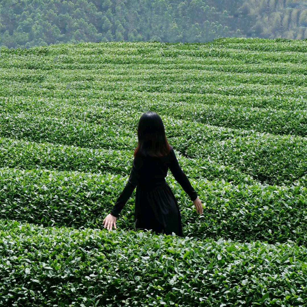 友谊茶园