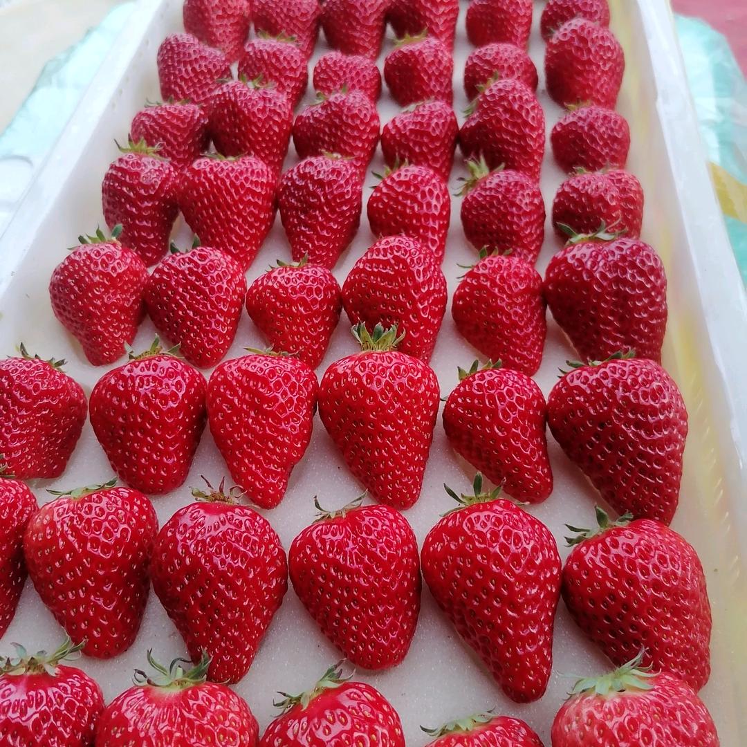 鸿丰草莓采摘园