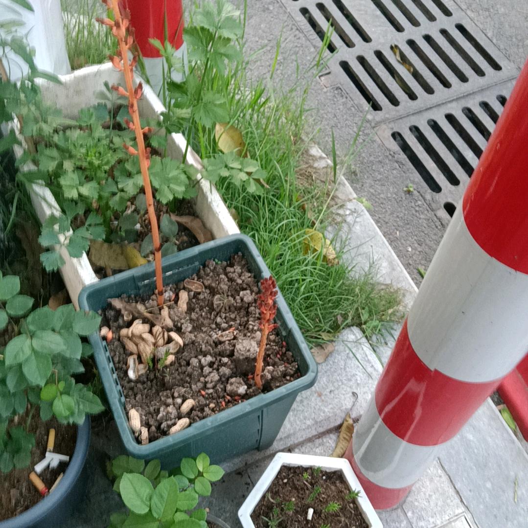 牌大王