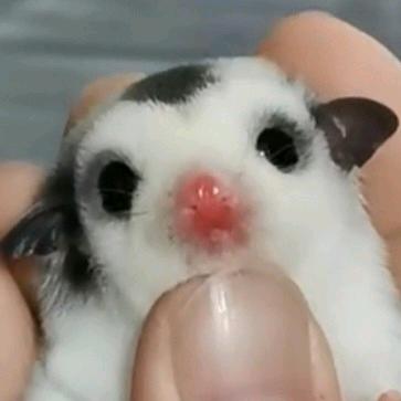 蜜乐喔的蜜袋鼯