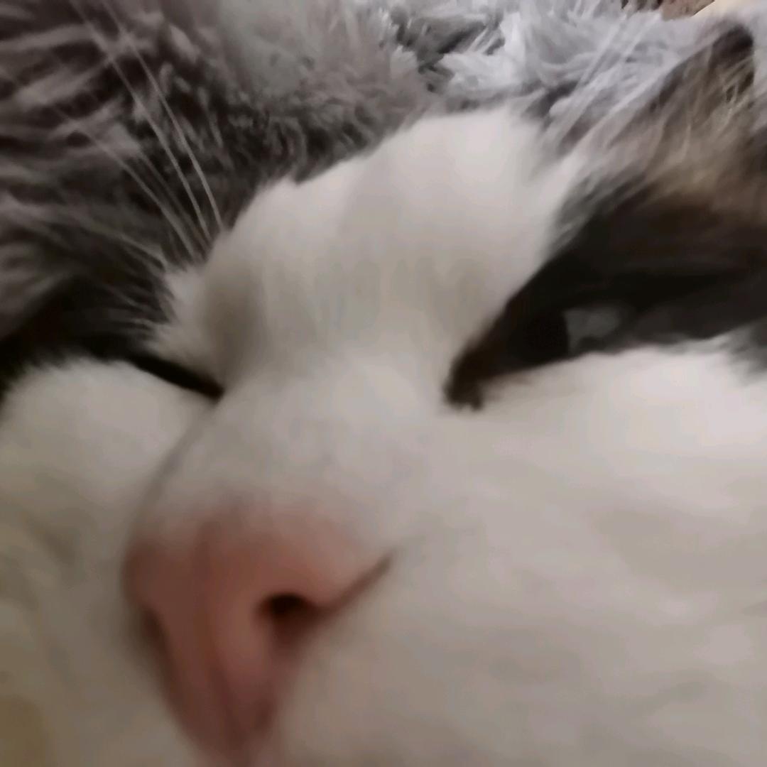 AAA皇冠猫粮批发👑