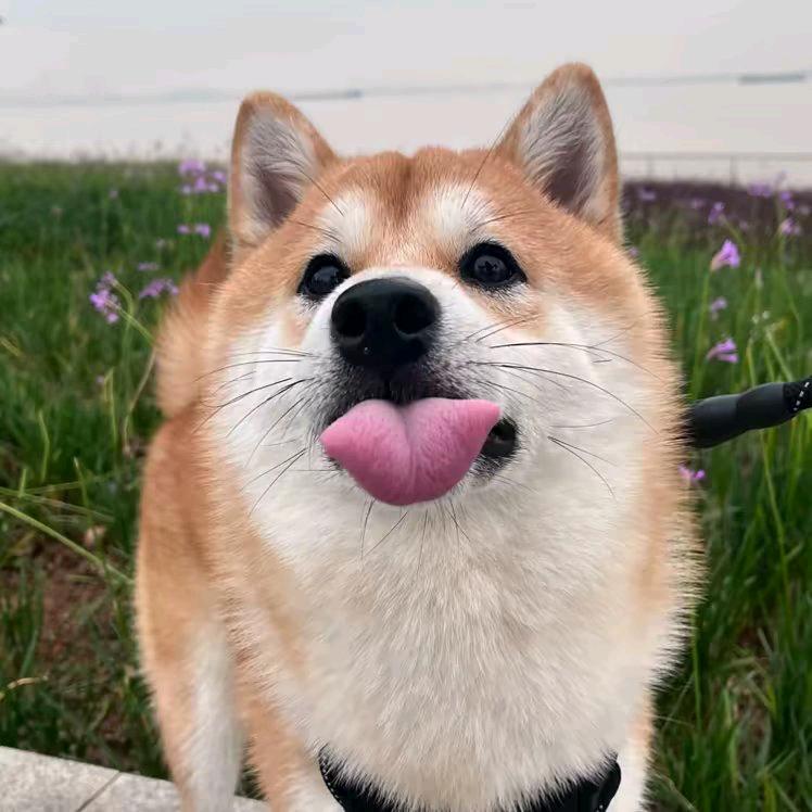 白云短剧