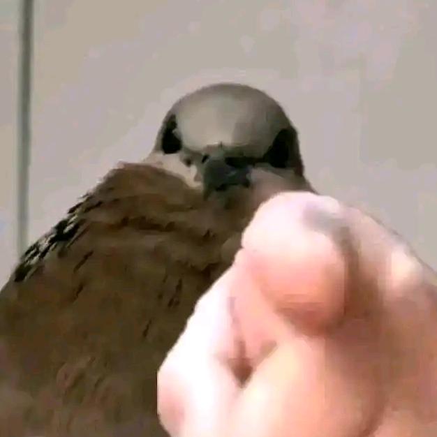 安东星最速❤️鸠传说