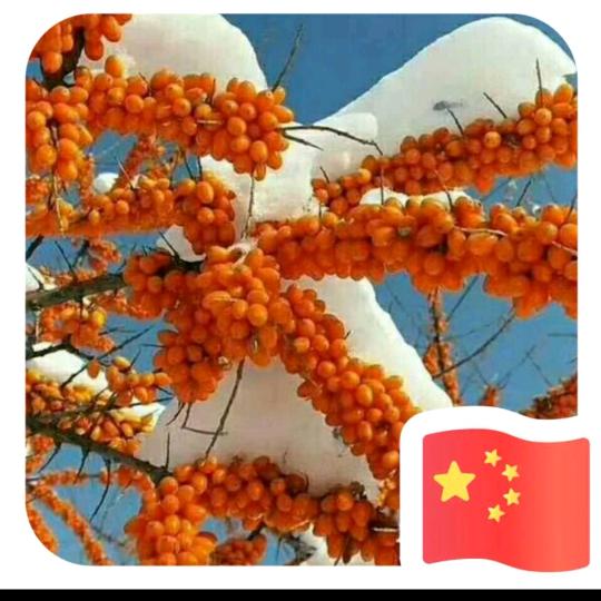 两世吉庆
