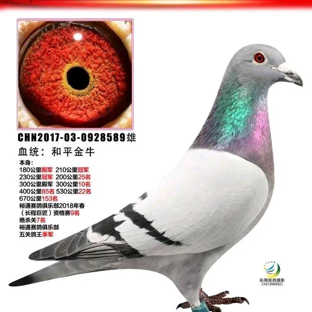 职业赛鸽一雷