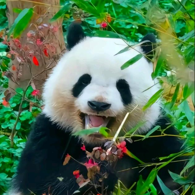 丸子要早睡