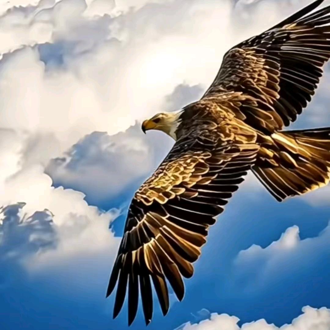 大鹏🦅一日同风起