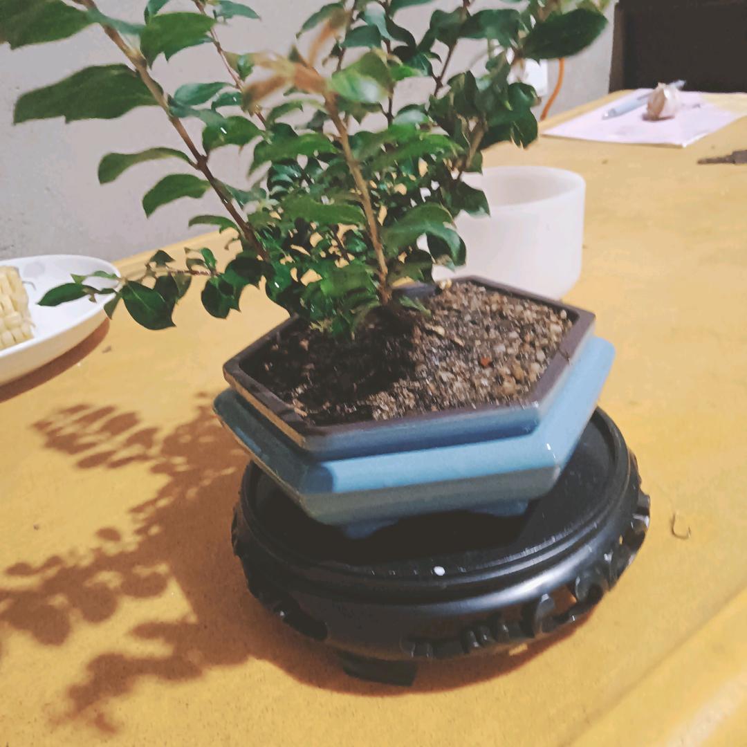 平凡可贵