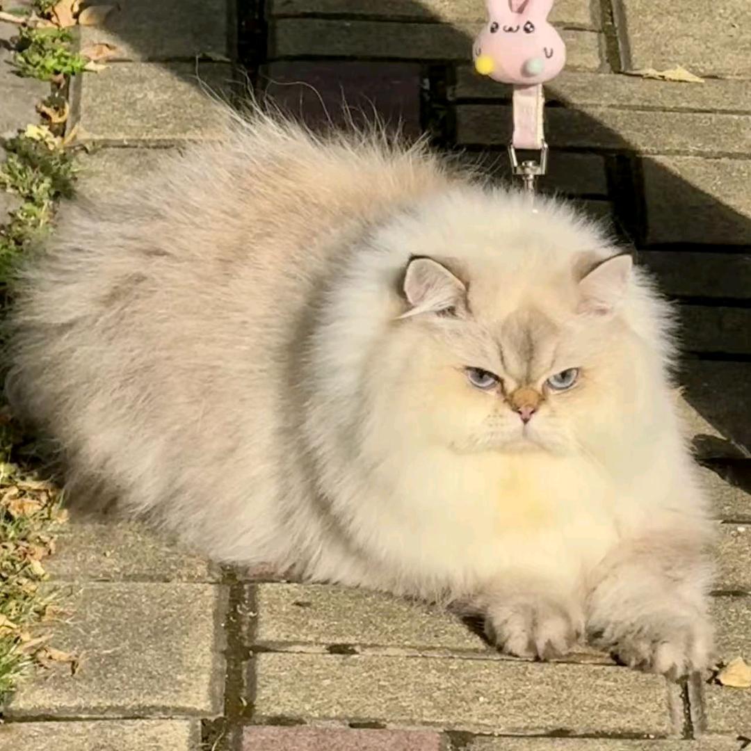 睡觉吃饭打豆豆