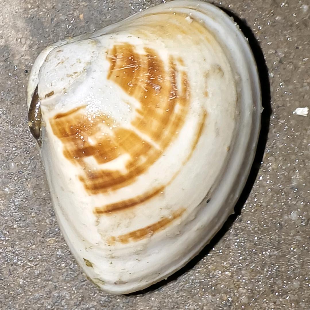 赶海啊兴《带赶海》