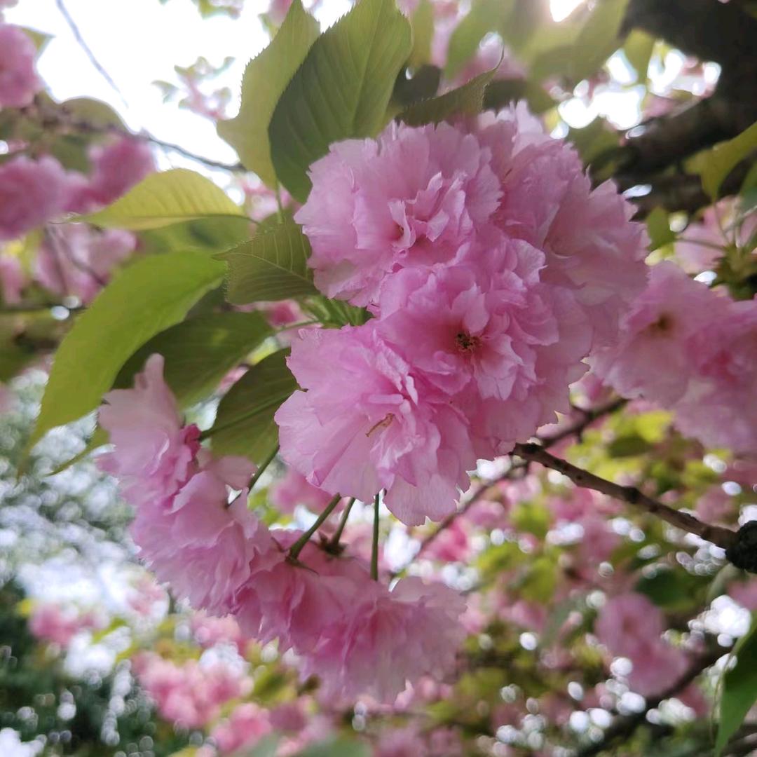 ♛♛封心锁爱♛♛