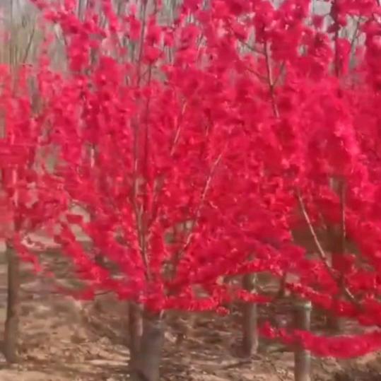 园林景观设计，精品苗木销售