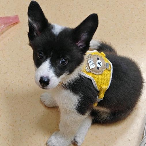 安妮是只小边基🐾