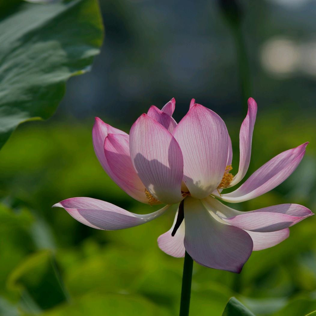 蒲公英@@