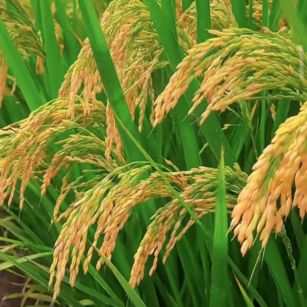 平安🌾喜乐🎋