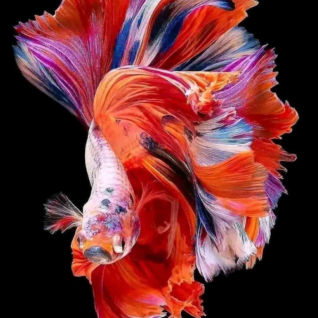 潮琅观鱼阁