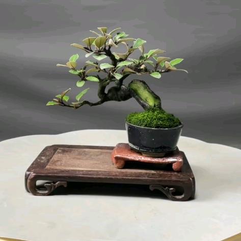 潼馨盆景