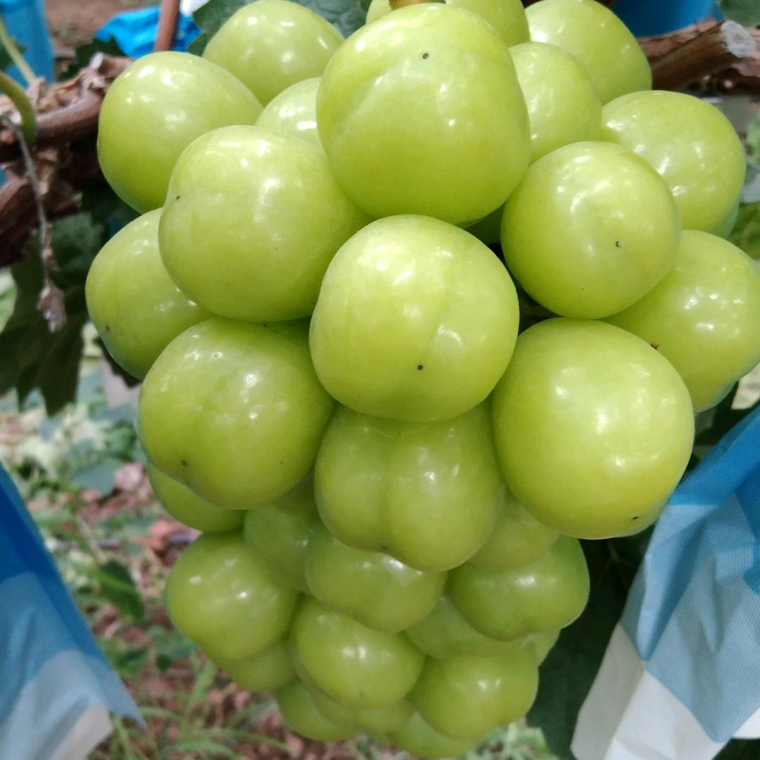 木子李